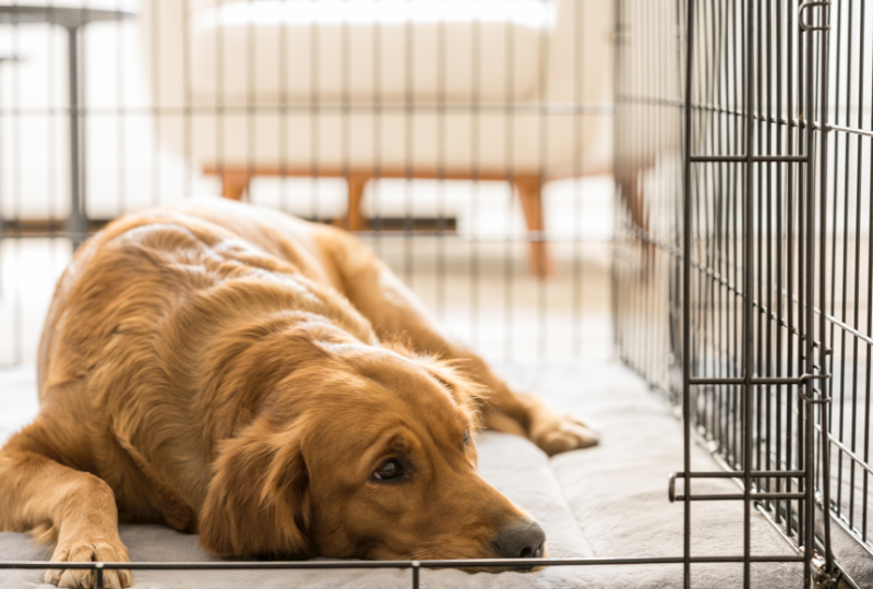 dog  in crate